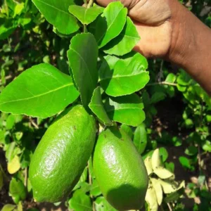 kazi lemon